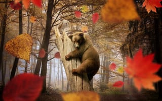 Картинка сова, листопад, грибы, лес, осень, Медведь, листья