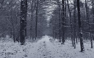 Картинка лесная дорога, деревья, зимняя