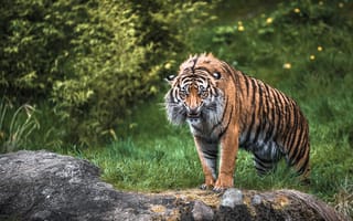 Картинка хищник, злость, дикая кошка, ярость, Тигр