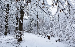 Картинка заснеженные ветки, сугробы, зимний лес