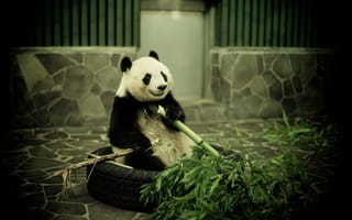 Картинка бамбук, Панда, зоопарк