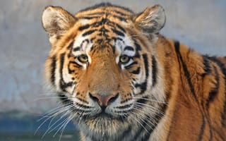 Картинка взгляд, Тигр, хищник, морда