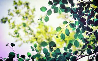 Картинка листва, листья, зеленый, листочек, листик, Макро, форма
