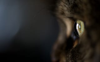 Картинка Кошка, макро, котэ, кот, глаз, темный фон, шерсть