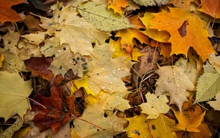 Картинка листва, осень, капли, Макро