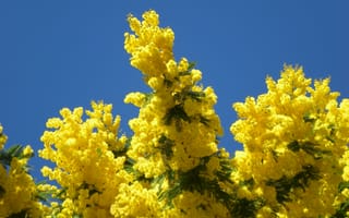 Картинка весна, деревья, голубой, желтый, природа, небо, мимоза