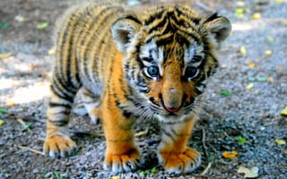 Картинка тигр, детеныш, взгляд, малыш