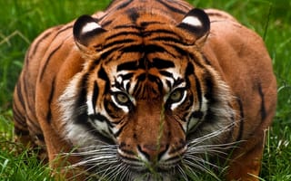 Картинка тигр, морда, зверь, агрессия