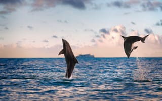 Обои природа, Дельфины, море
