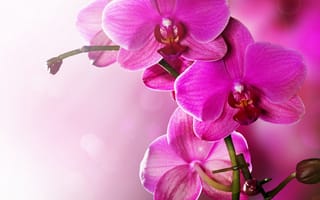 Картинка Orchid, tenderness, phalaenopsis, цветы, flowers, beauty, petals, орхидея, pink