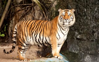 Картинка амурский тигр, кошка, камень, хищник, Тигр