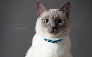 Обои глаза, кошка, серый фон, тайская кошка, кот, Тайский кот