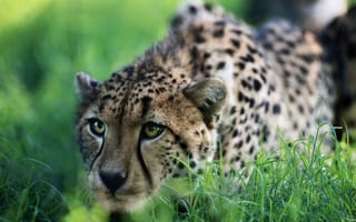 Картинка гепард, зеленая трава, слежка