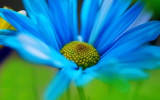 Картинка Макро, цветочек, лепестки, голубой, зеленый, цветы, flower