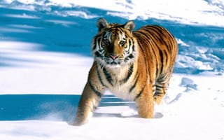 Картинка полосатый красавец, тигр, снежные сугробы