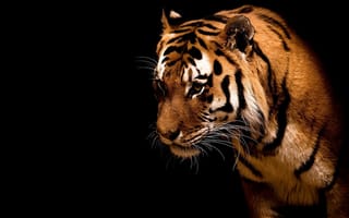 Картинка дикий зверь, тигр, сила