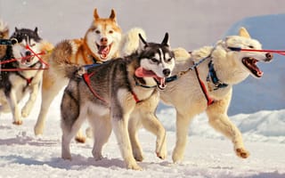 Картинка лайки, собаки, упряжка, снег