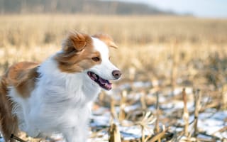 Обои Собака, поле, зима