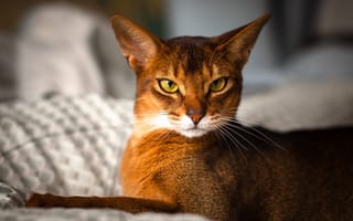 Картинка by johnny, взгляд, rosso, abyssinian, Кот