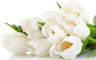 Картинка тюльпаны, Tulips, цветы, white, нежные, flowers, bouquet, beauty, petals