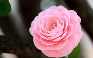Обои розовый, цветок, макро, Камелия