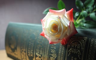 Картинка цветок, красное, позолота, книга, роза, белое