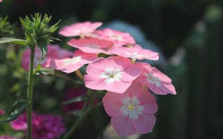 Картинка цветы, розовые, солнечный, флоксы
