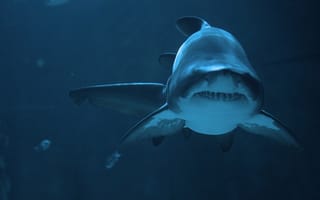 Картинка акула, водные просторы, хищное существо