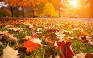 Картинка sun, beautiful, leaves, road, landscape, Autumn trees, nature, close-up