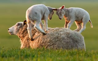 Картинка овца, ягнята, Трава, игра