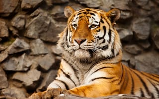Картинка кошка, амурский тигр, хищник, камень, Тигр