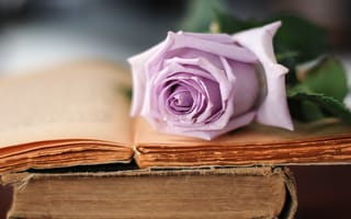 Картинка Роза, сиреневый, старые, книги, лепестки, цветок