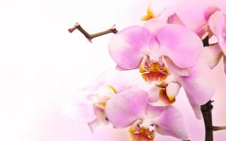 Картинка Orchid, орхидея, phalaenopsis, petals, branch, beauty, цветы, tenderness, flowers, pink