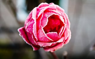 Картинка роза, розового цвета, белый иний