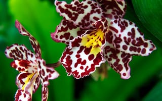 Обои Орхидея, макро, экзотика
