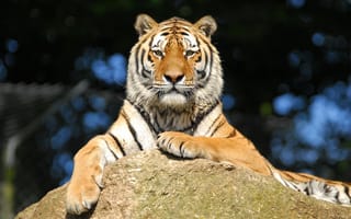 Картинка Тигр, камень, амурский, взгляд, отдых