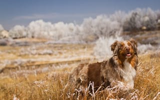 Картинка Собака, поле, друг, природа, взгляд