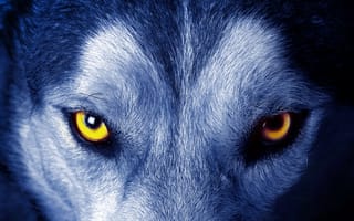 Картинка глаза, шерсть, взгляд, Волк