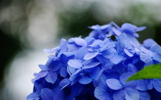 Обои цветы, синий, зеленый, цветок, листик, Макро, голубой