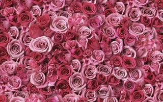 Картинка миллион роз, бутончик, романтика