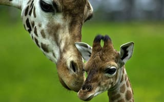 Картинка жираф, маленькие рожки, и мама, малыш