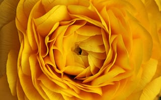 Картинка Флора, Цветы, Желтые розы