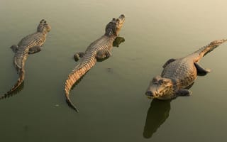 Картинка крокодилы, три красавца, солнышко, водичка