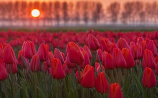 Картинка цветы, тюльпаны, поле, солнце, закат