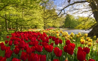 Картинка Весна, парк, цветы, тюльпаны, туристы, Нидерланды