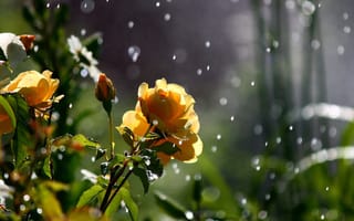Картинка желтые, розы, дождь, капли