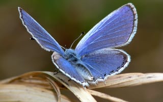 Картинка бабочка, листочек, голубые крылья