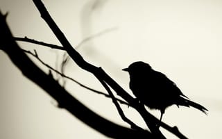 Картинка черный контур, свет, тень, птица