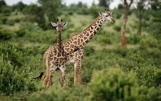 Картинка жирафы, природа, зеленая трава