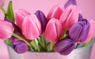 Картинка фиолетовый, бутоны, розовый, Тюльпаны, цветы